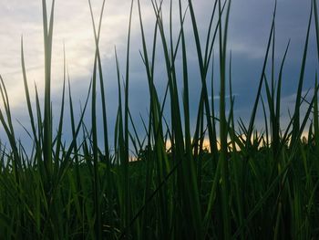 Close-up of grass on field against sky