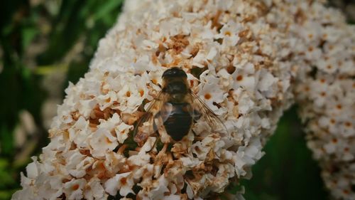 Close-up of bee on flower