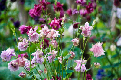 Close-up of pink flowering plants