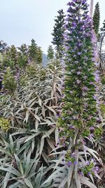 Plants growing in garden