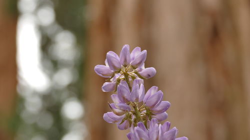 Close-up of pink flowers