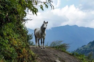White horse in himalaya mountains