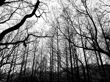 Low angle view of bare trees in forest