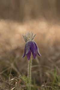 Close-up of purple crocus flower