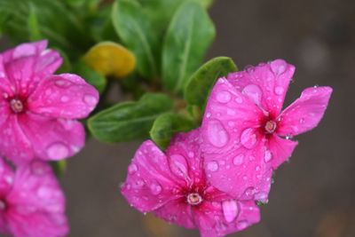 Close-up of wet pink flower