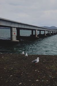 Birds flying over calm sea