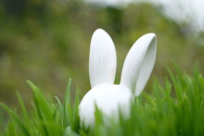Close-up of white porcelain easter bunny in the grass 