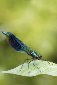 Close-up of an insect