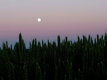 Panoramic shot of plants against sky at night