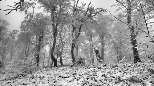 Trees in forest during winter