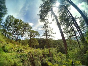 Low angle view of trees against sky