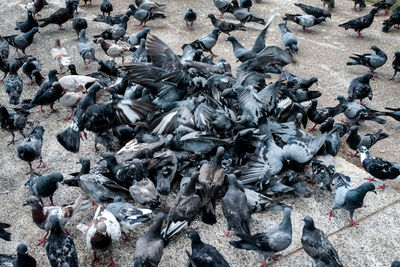 High angle view of pigeons on beach