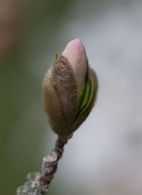 Close-up of flower buds