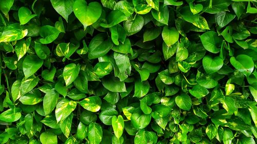 Full frame shot of green leaves