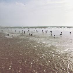 Birds on beach against sky