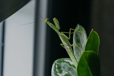 Close-up of grasshopper on plant