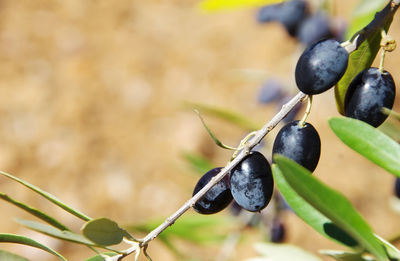 Close-up of black fruit on plant