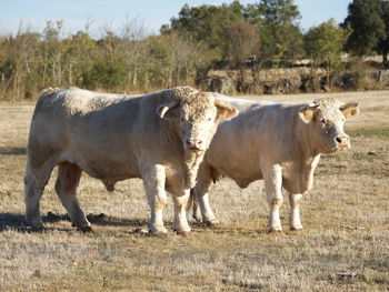 Cows standing on field