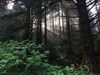 Trees in forest