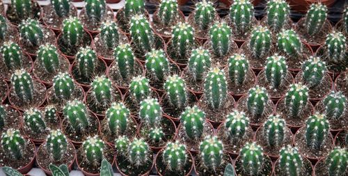 Full frame shot of plants