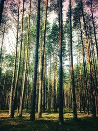 View of trees in forest