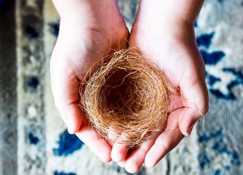 Close-up of hand holding animal nest