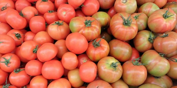 Red tomatoes