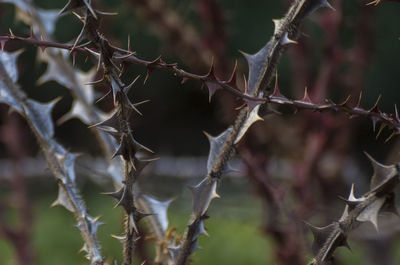 Close-up of spiked plant