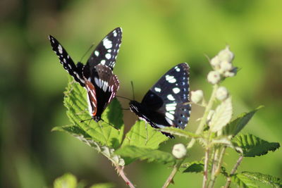 Close-up of butterfly pollinating flower