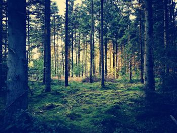 Trees in forest