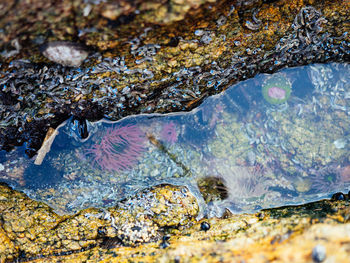 Close-up of fish swimming in sea