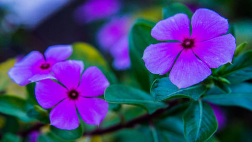 Close-up of purple flowering plant