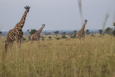 Giraffes on field against sky