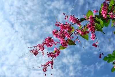 Low angle view of pink flowering plant against sky