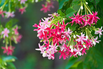 Close-up of pink flowering plant