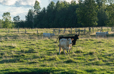 Horse in a field