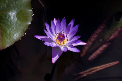 Close-up of lotus water lily