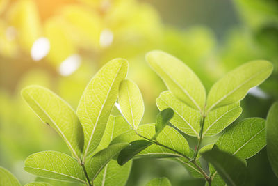 Close-up of green leaves