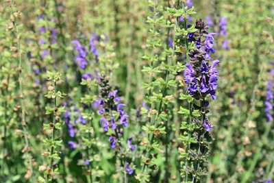 Close-up of purple flowers