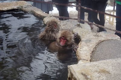 High angle view of japanese macaques in hot spring