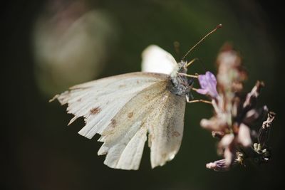 Close-up of insect on flower