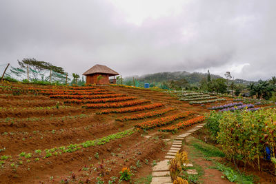 Scenic view of agricultural field against sky