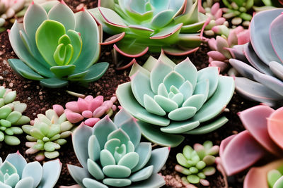 Close-up of succulent plants