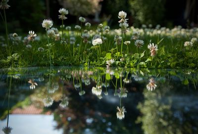 Flowers growing in water