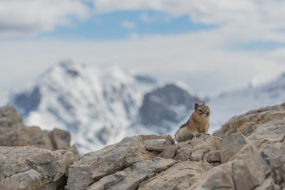 Squirrel sitting on rock during winter