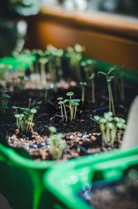 Close-up of potted plants