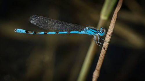 Close-up of a dragonfly