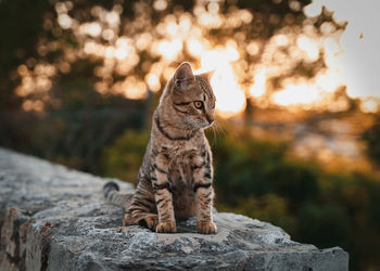 Close-up of a cat looking away