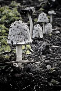 Close-up of mushroom growing on field