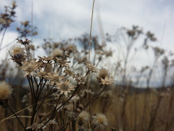 Close-up of thistle against sky